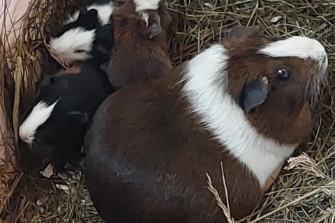 Gæludýradagurinn og haustþing